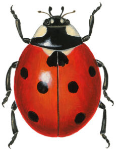 syvplettet mariehøne