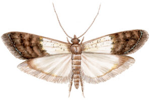 tofarvet frømøl med udfoldede vinger