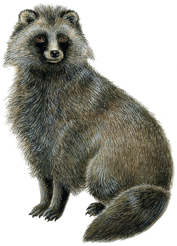 Mårhund
