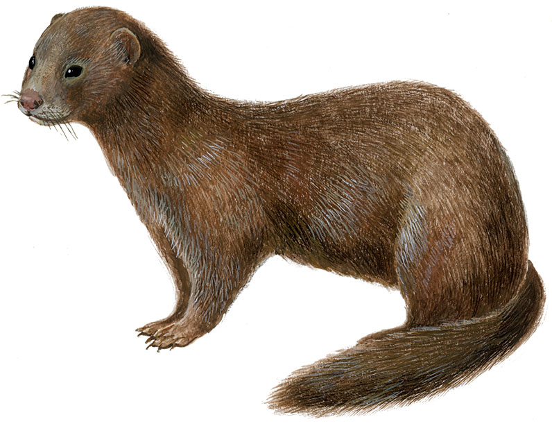 mink