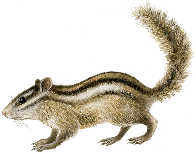 Sibirisk jordegern