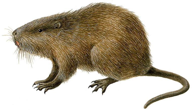 Sumpbæver