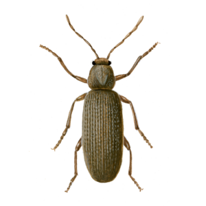 Bekæmpelse af borebiller